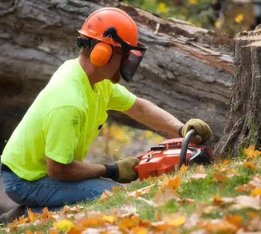 tree services Wabasha